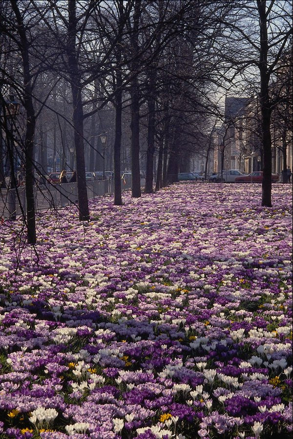516076 Springtime In The Lange Voorhout Area, The Netherlands A4 Photo Print