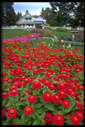 516077 Zinnia Garden, Quebec, Canada A4 Photo Print