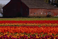 516080 Tulip Farm, Mt. Vernon, Washington A4 Photo Print
