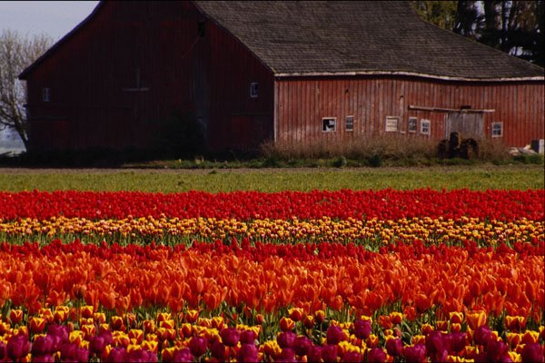 516080 Tulip Farm, Mt. Vernon, Washington A4 Photo Print