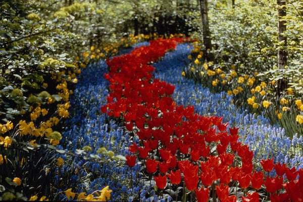 516081 Keukenhof In Holland A4 Photo Print