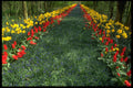 516086 Flowers Avenue, Holland A4 Photo Print