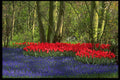 516087 Tulip Glade, Holland A4 Photo Print