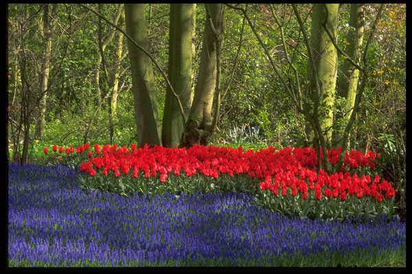 516087 Tulip Glade, Holland A4 Photo Print
