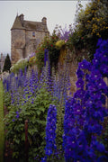 516096 Falkland Palace And Flowers, Perth A4 Photo Print