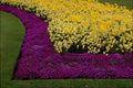 516098 Rainbow Flowerbeds A4 Photo Print