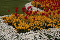516099 Rainbow Flowerbeds A4 Photo Print