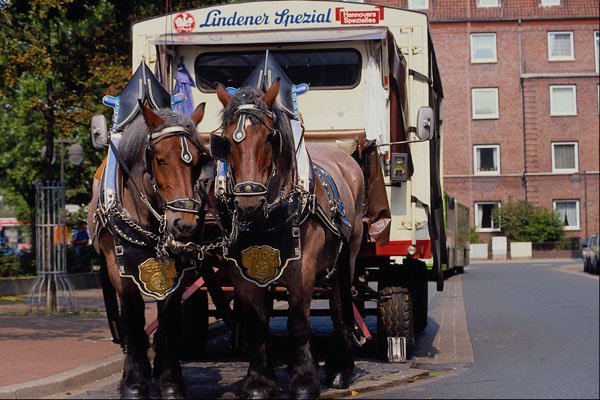 517012 Brewery Dray Horses A4 Photo Print