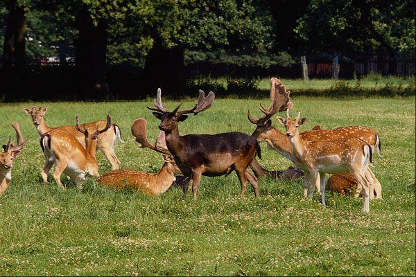 517014 Game Preserve, Fallow Deer On Eilenriede A4 Photo Print