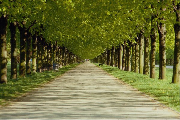 517033 Footpath In St. George's Garden A4 Photo Print