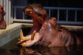 517066 Hanover Zoo, Hippopotamus A4 Photo Print