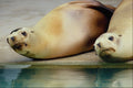 517067 Hanover Zoo, Seals A4 Photo Print