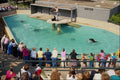 517068 Feeding Time For The Seals At The Hanover Zoo A4 Photo Print