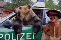 517070 Brown Bear As Policeman A4 Photo Print