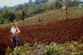 518075 A Hmong Farmer In Northern Thailand, 1991 A4 Photo Print