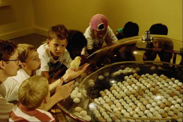 519034 National Museum Of Science And Technology, Hatching Chicks A4 Photo Print