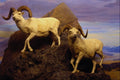519090 Canadian Museum Of Nature, Dall's Sheep A4 Photo Print