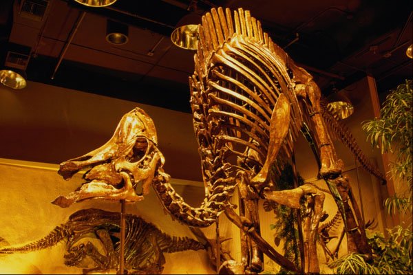 519092 Canadian Museum Of Nature, Duck billed Dinosaur A4 Photo Print