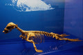 519094 Canadian Museum Of Nature, Ringed Seal A4 Photo Print