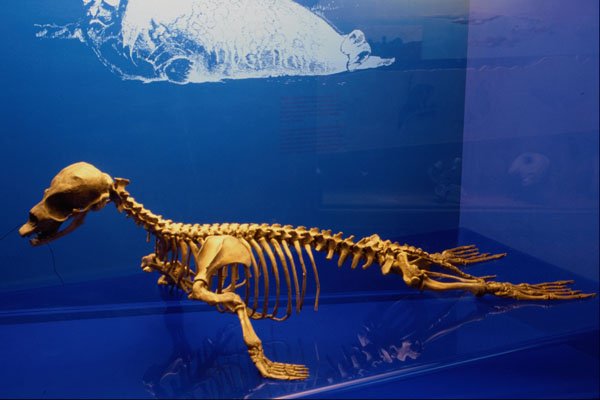 519094 Canadian Museum Of Nature, Ringed Seal A4 Photo Print