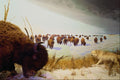 519096 Canadian Museum Of Nature, Bison A4 Photo Print