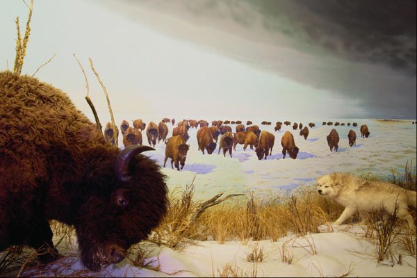 519096 Canadian Museum Of Nature, Bison A4 Photo Print