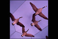 519097 Canadian Museum Of Nature, Canada Geese A4 Photo Print