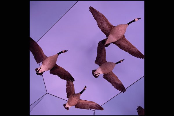 519097 Canadian Museum Of Nature, Canada Geese A4 Photo Print