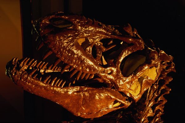 519099 Canadian Museum Of Nature, Large Carnivorous Dinosaur A4 Photo Print