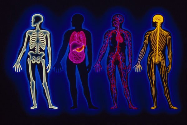 520000 Medical, Human Systems A4 Photo Print