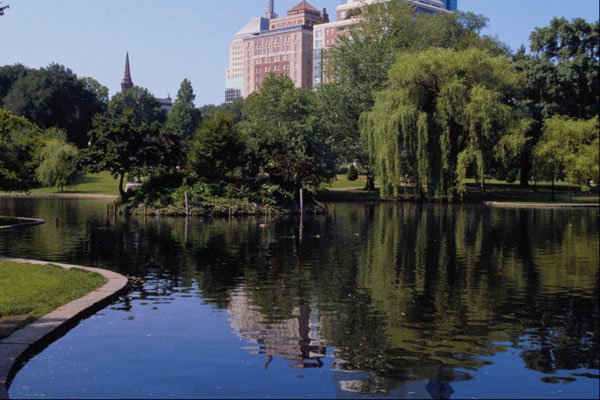 526037 Back Bay Public Gardens A4 Photo Print