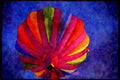 528006 Afloat A4 Limited Edition Watercolour Print