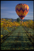 528086 Hot air Balloons Over Vines, Napa, California A4 Photo Print