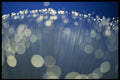 529005 Fiber Optic Strands A4 Photo Print