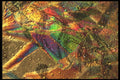 529017 Stamina A4 Photo Print