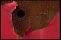 529037 Rusted Through A4 Photo Print