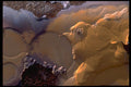 529038 Yellow Dragon A4 Photo Print