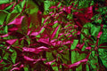 529057 Tinfoil, Lit By Color Lamps A4 Photo Print