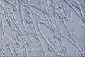 529081 White On White A4 Photo Print