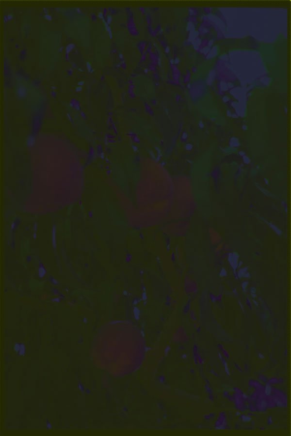 531002 Peach Tree, Okanagan Valley A4 Photo Print