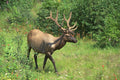 531033 Bull Elk Near Mt. Robinson A4 Photo Print