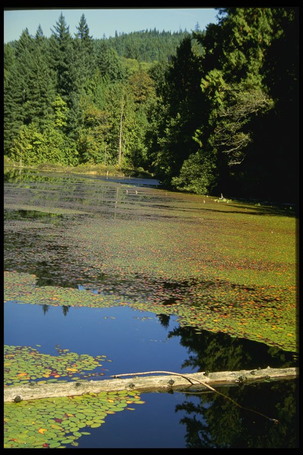 531041 Killarney Lake, Bowen Island A4 Photo Print