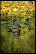 531045 Wood Duck, Beaver Lake, Vancouver A4 Photo Print