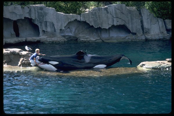 531056 Killer Whale Show, Seaquarium, Vancouver A4 Photo Print