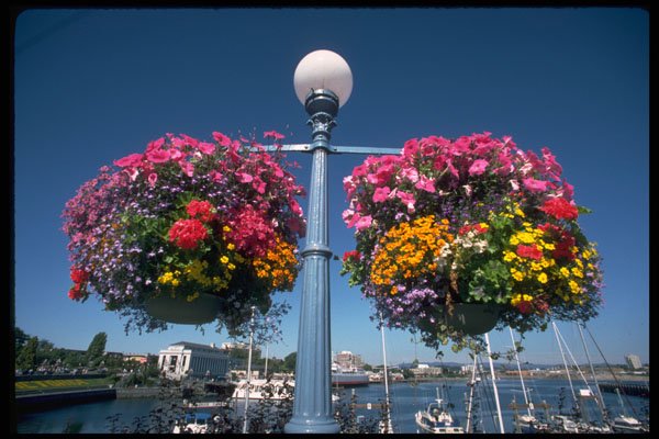 531058 Hanging Flowers, Victoria A4 Photo Print