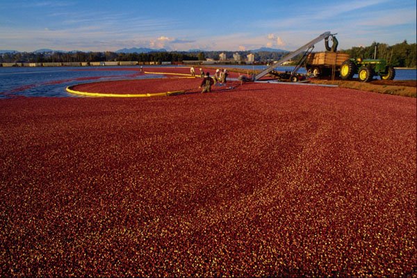 531097 Cranberry Bog, Delta A4 Photo Print