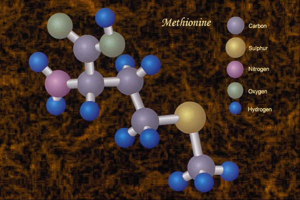 533006 Methionine A4 Photo Print