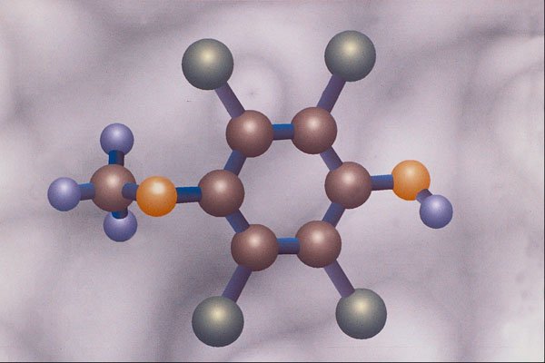 533022 Drosophilin A A4 Photo Print