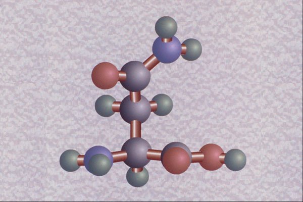 533051 Asparagine A4 Photo Print