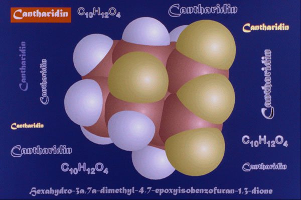 533056 Cantharidin A4 Photo Print
